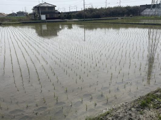 今年のお米づくり、土耕部だより。