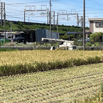 快晴のなかで稲刈り！